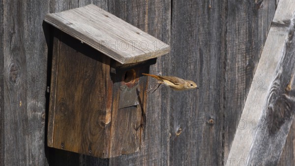 A redstart (Phoenicurus phoenicurus) female jumps out of the entrance of a birdhouse, animal photo, bird, bird species, nature photo, wildlife, fauna, Morter, Latsch, Italy