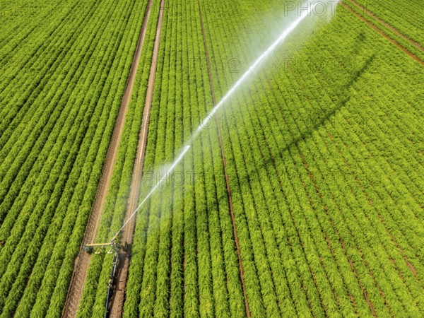 Artificial irrigation with a sprinkler system in a field where carrots are grown, near Kerken, on the Lower Rhine, North Rhine-Westphalia, Germany