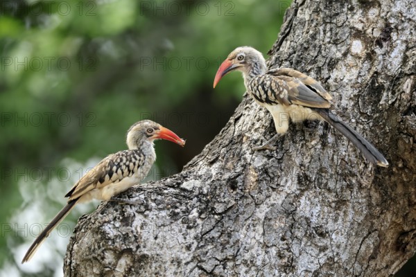 Mopanetoko (Tockus rufirostris), Southern Red-billed Hornbill, adult, pair, on tree, at breeding den, with food, Kruger, Kruger National Park, South Africa
