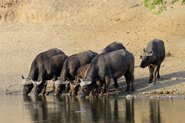Cape buffalo (Syncerus caffer), adult, young animal, drinking, water, herd, Kruger, Kruger National Park, South Africa