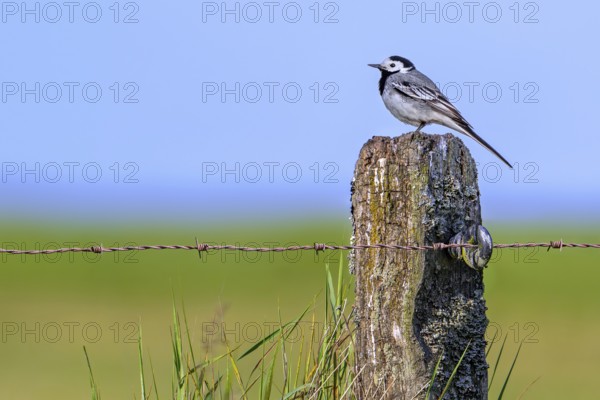 White wagtail (Motacilla alba alba) male perched on weathered wooden fence post with barbed wire along meadow in late spring, early summer