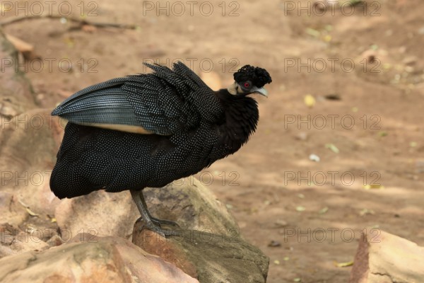 Ruffed Guinea Fowl (Guttera pucherani), adult, on the ground, alert, foraging, Kruger, Kruger National Park, South Africa