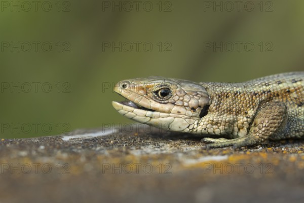 Common lizard (Zootoca vivipara) adult reptile with its mouth open on a wooden sleeper, England, United Kingdom