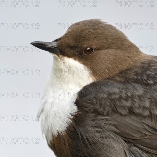 Close-up... White-throated Dipper (Cinclus cinclus) detailed head portrait, close-up, native songbird, which stands out due to its special way of life at the water, native nature, Lower Rhine, North Rhine-Westphalia, Germany, Western Europe