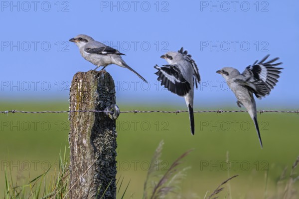 Great grey shrike (Lanius excubitor) juvenile. Sequence of bird landing on wooden fence post with barbed wire along meadow late spring, early summer