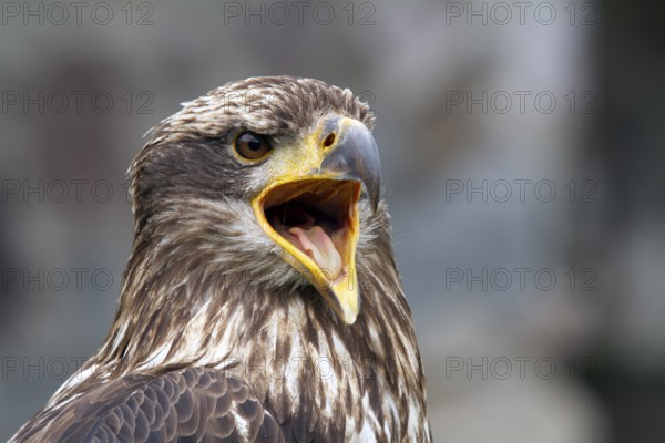 Black chested buzzard, Geranoaetus melanoleucus, Immature female perched on a tree, Open beak, Close-up, Imbabura province, Ecuador, South America