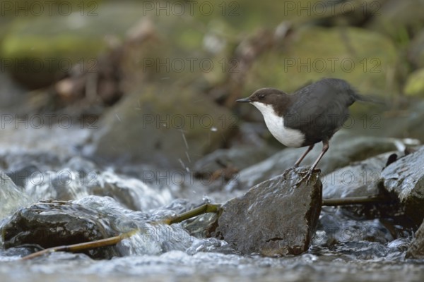 Feather care... White-throated Dipper (Cinclus cinclus) standing on a stone on the bank at the edge of a fast-flowing torrent, small river, typical habitat, shaking out plumage, wildlife, native nature, Sauerland, Bergisches Land, North Rhine-Westphalia, Germany, Western Europe