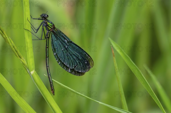 Beautiful demoiselle (Calopteryx virgo) male damselfly clinging to leaf of water plant along stream in forest in early summer