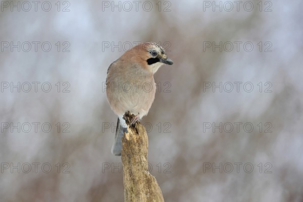 On top... Eurasian Jay (Garrulus glandarius), adult bird, sitting exposed on the top of an old rotten tree, looking around attentively, looking for the overview, guardian of the forest, soft light, soft colours, wildlife, native nature, funny picture, Lower Rhine, North Rhine-Westphalia, Rhineland, Germany, Western Europe