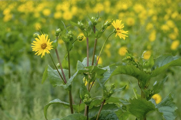 Silphium perfoliatum (Silphium perfoliatum), perennial and perennial plant that can be cultivated as an energy crop due to its high biomass production, Münsterland, North Rhine-Westphalia, Germany