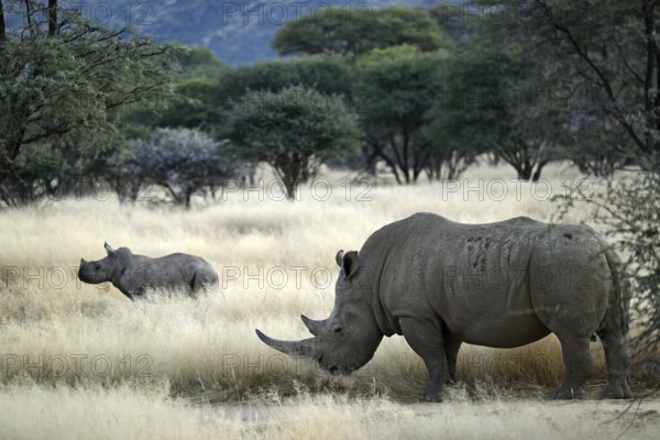 White rhinoceros (Ceratotherium simum) mother with young in Namibia