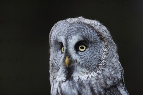 Portrait... Bearded Owl (Strix nebulosa), detailed close-up, typical facial veil, head, portrait, largest owl in Scandinavia, common in Finland and Norway, native nature, Northern Europe