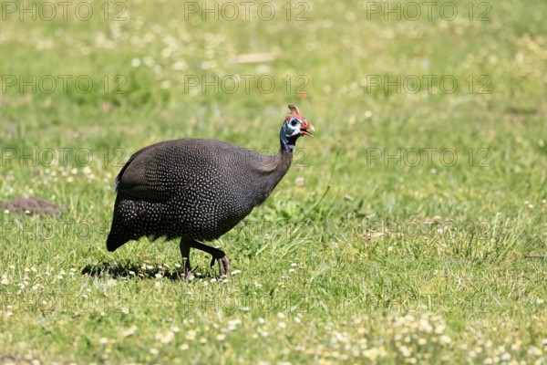 Helmeted guineafowl (Numida meleagris), adult, calling, running, foraging, Kirstenbosch Botanical Gardens, Cape Town, South Africa