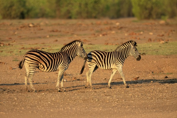 Burchell's zebra (Equus quagga burchelli), Burchell's zebra, adult, two animals, foraging, Kruger, Kruger National Park, South Africa