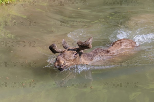 An aggressive bull moose (Alces alces) swims in a stream on a sunny day