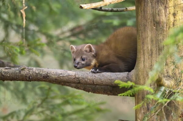 European pine marten (Martes martes) in a forest in autumn, Bavaria, Germany