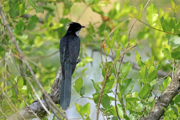 Cape Cuckoo (Clamator levaillantii), adult, on tree, alert, Kruger, Kruger National Park, South Africa