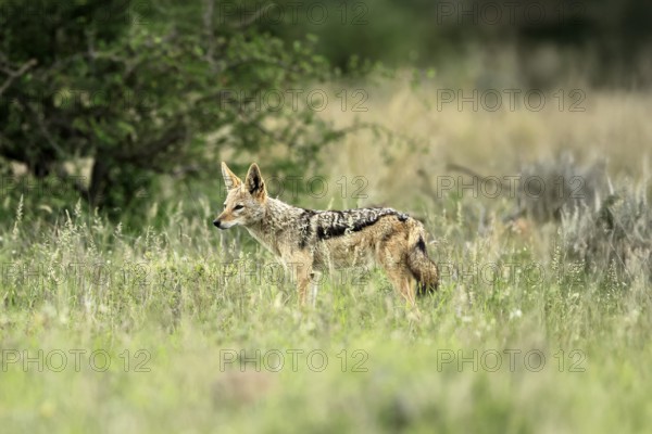 Black-backed jackal (Lupulella mesomelas), adult, alert, stalking, foraging, Kruger, Kruger National Park, South Africa