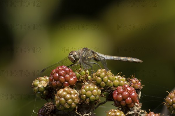 Common darter dragonfly (Sympetrum striolatum) adult insect resting on blackberries fruit in summer, England, United Kingdom