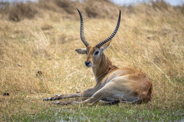 Letschwe or lychee moor antelope (Kobus leche), sitting in dry grass, Okavango Delta, Moremi Game Reserve, Botswana