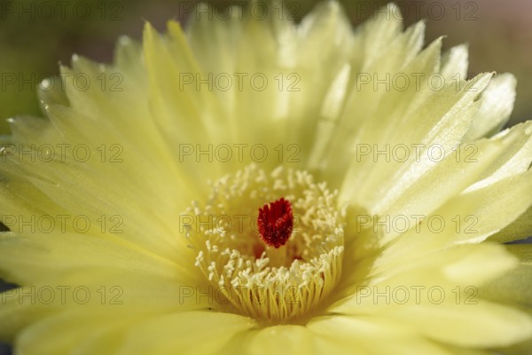 In a woestijnachtige omgeving bloeit een gele cactusbloem. The opvallende felrode stamper stands in the centre and merges into the zone light. Het is ochtend en de natuur lijkt levendig. Bas Rhin, Alsace, France