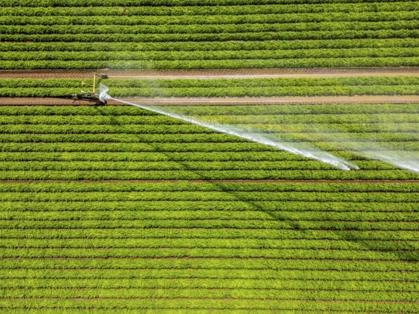 Artificial irrigation with a sprinkler system in a field where carrots are grown, near Kerken, on the Lower Rhine, North Rhine-Westphalia, Germany