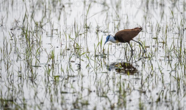 Blue-fronted Jacamar Sandgrouse (Actophilornis africanus) foraging in the water, Okavango Delta, Moremi Game Reserve, Botswana