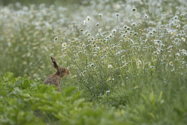 European brown hare (Lepus europaeus) adult animal on the edge of a farmland sugar beet field next to a wildflower margin with Oxeye daisy flowers, England, United Kingdom
