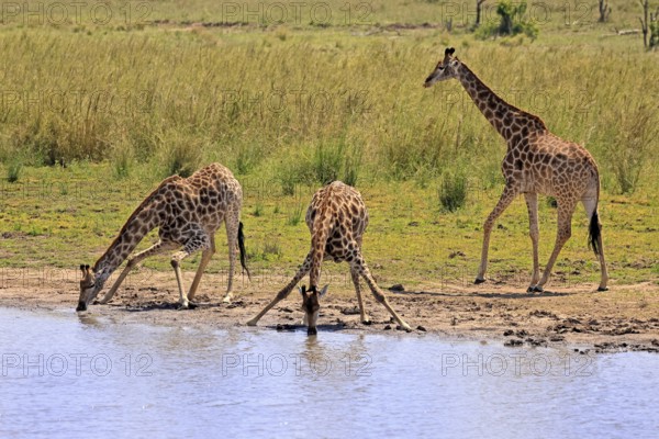 Cape giraffe (Giraffa camelopardalis giraffa), adult, three, water, drinking, Kruger, Kruger National Park, South Africa
