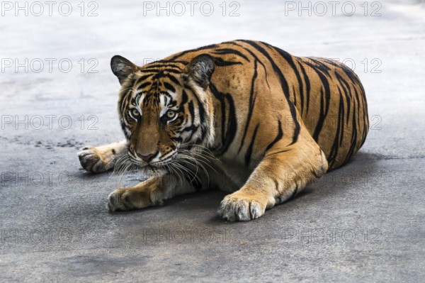 Tiger (Panthera tigris) Pattaya Thailand