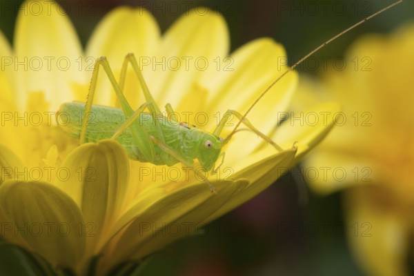 Oak bush cricket (Meconema thalassinum) adult insect on a garden yellow flower, England, United Kingdom