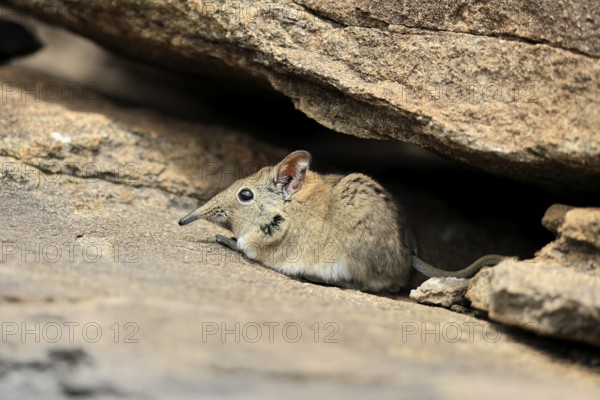 Short-eared elephant shrew (Macroscelides probosideus), adult, foraging, Mountain Zebra National Park, Eastern Cape, South Africa
