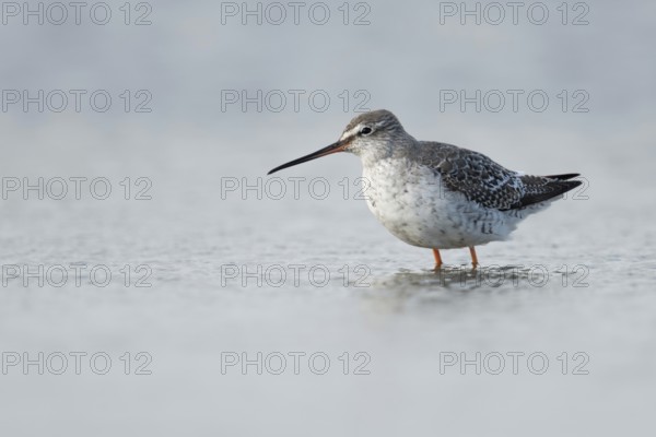 Migrant in the Wadden Sea... Spotted Redshank (Tringa erythropus), breeding bird of the Arctic and the far north, migratory bird, typical limicole, wading bird, belongs to the snipe family, long legs and long bill, rather rare, native, Lower Saxony, Germany