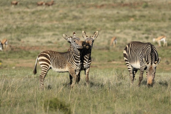 Cape Mountain Zebra (Equus zebra zebra), adult, three, group, social behaviour, foraging, Mountain Zebra National Park, Eastern Cape, South Africa