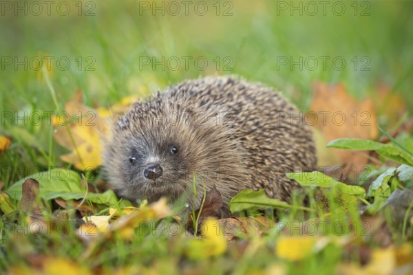 European hedgehog (Erinaceus europaeus) adult animal amongst fallen autumn leaves on a garden lawn, Suffolk, England, United Kingdom