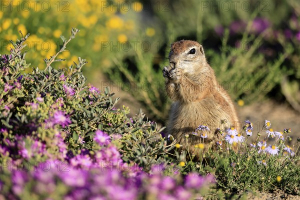 Cape bristle-thighed squirrel (Xerus inauris), adult, standing upright, feeding, flower meadow, Mountain Zebra National Park, Eastern Cape, South Africa