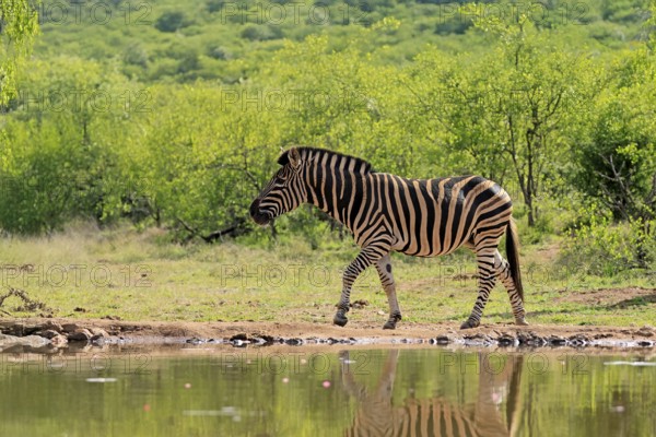 Burchell's zebra (Equus quagga burchelli), Burchell's zebra, adult, at the water, waterhole, running, Kruger, Kruger National Park, South Africa