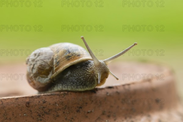 Garden snail (Cornu aspersum) adult mollusc on a garden flower pot, Suffolk, England, United Kingdom
