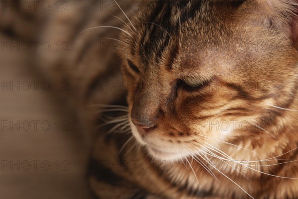 Bengal cat relaxing in sunlit room, highlighting unique fur patterns and playful demeanor on wooden floor