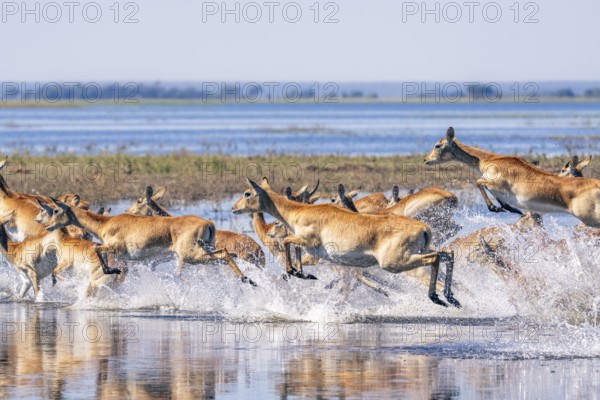 Red Lechwe herd, Kobus leche, running for crossing the Chobe river. Wild antelopes in natural habitat action, showing water crossing and agile movement. Chobe National Park, Botswana