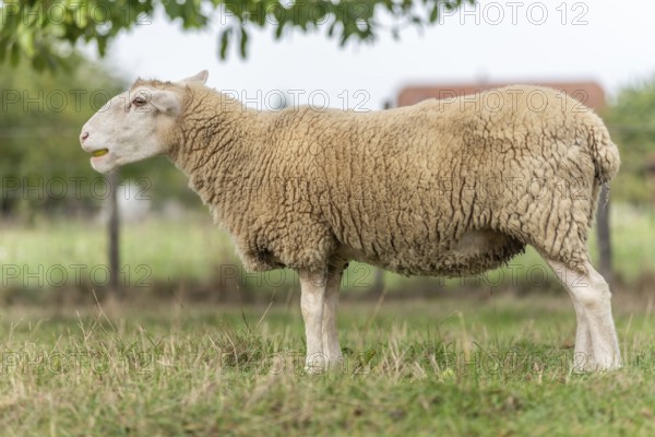 Het schaap staat op groen gras met gevallen appels. The roof is beige and white, with a white kale head. De omgeving is een landschap met bomen. Bas Rhin, Alsace, France