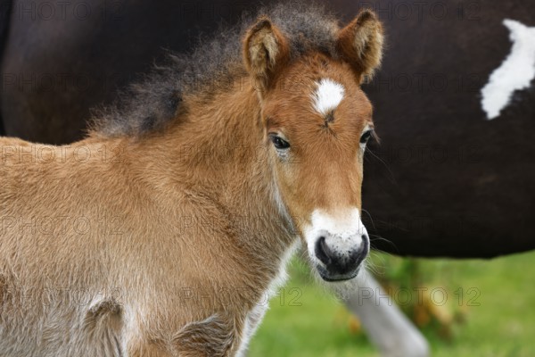 Young Icelandic horse (Equus islandicus), foal in a meadow, animal child, portrait, Schleswig-Holstein, Germany