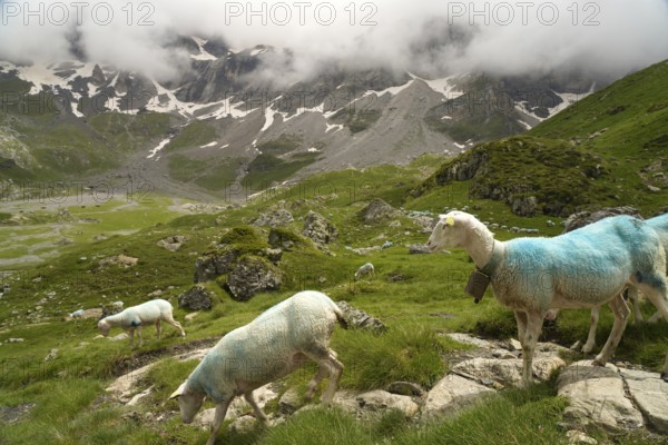 Sheep in the Cirque de Troumouse basin in the Pyrenees National Park near Gavarnie-Gèdre, France