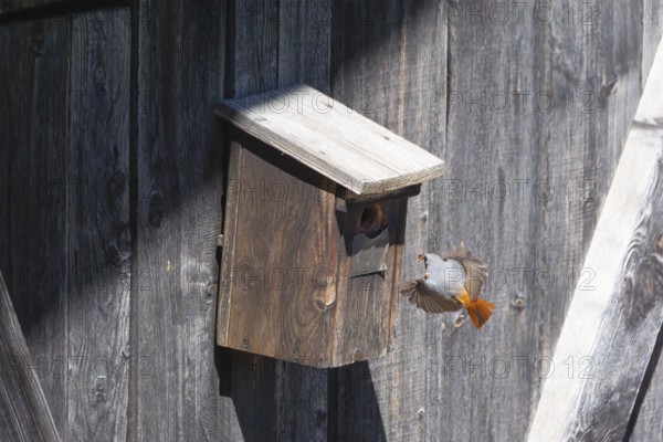 A male common redstart (Phoenicurus phoenicurus) landing on a birdhouse, animal photo, bird, bird species, nature photo, wildlife, fauna, Morter, Latsch, Italy