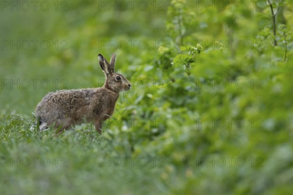 European brown hare (Lepus europaeus) adult animal on the edge of a farmland cereal field in springtime, England, United Kingdom