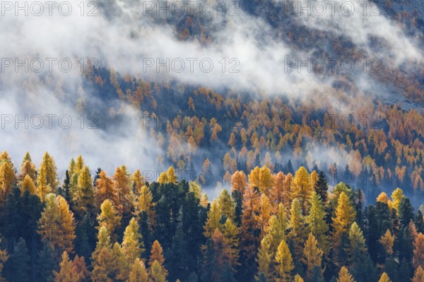 Coniferous forest with larches and spruces interspersed with fog, Engadin, Canton Graubünden, Switzerland