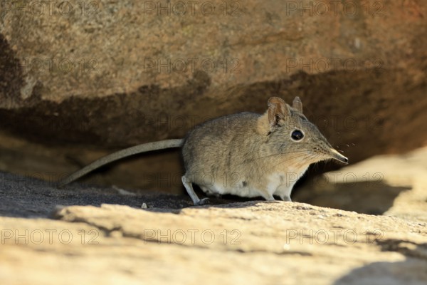 Short-eared elephant shrew (Macroscelides probosideus), adult, foraging, Mountain Zebra National Park, Eastern Cape, South Africa
