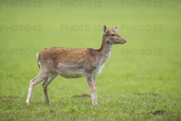 European fallow deer (dama dama) doe on a meadow in autumn, Bavaria, Germany