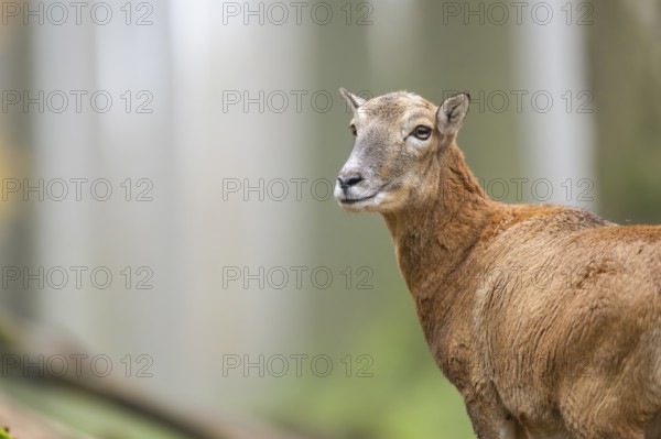 European mouflon (Ovis aries musimon) sheep (female) standing in a forest in autumn, portrait, Bavaria, Germany
