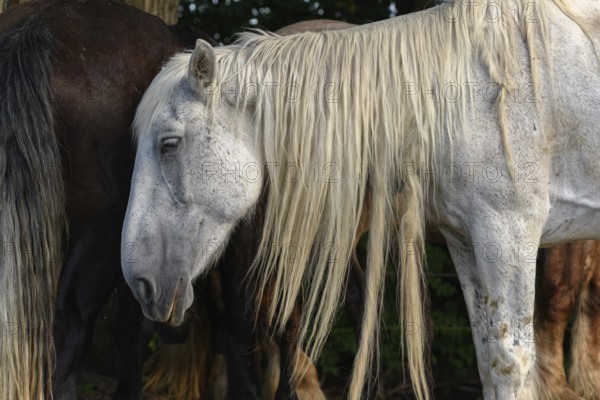 A white couple with long, golden manes are standing in front of a large group of thick and thin couples. It's a sunny day and the days are spent in the sun
